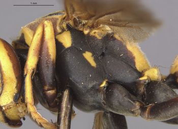 Media type: image;   Entomology 33160 Aspect: thorax lateral